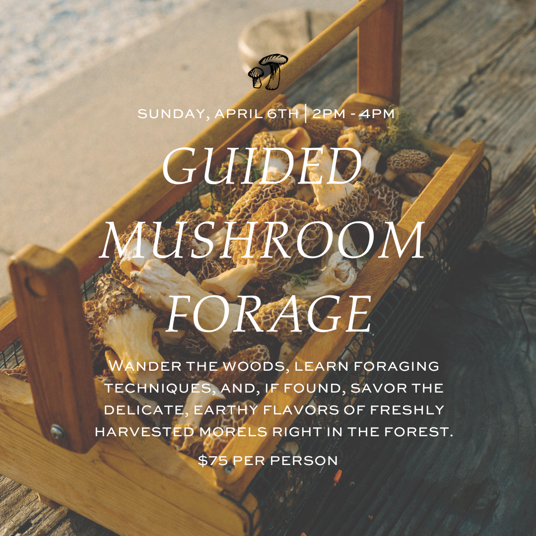 2025 Morel Mushroom Forage