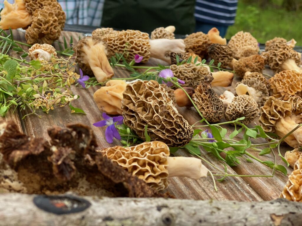 mushroom logs